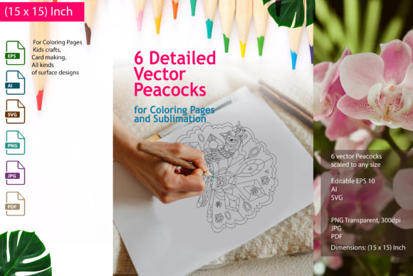 Peacocks Graphics for Coloring Pages Amp
